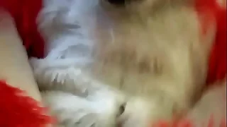 Ramming eradicate affect Fox